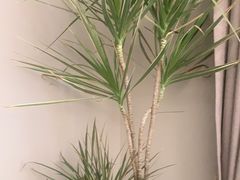-花锦堂·隐庐
