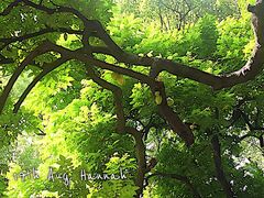 -中山大学学者灵芝(园南路店)