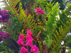 -深圳仙湖植物园