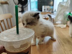 -楼上猫咖(罗湖店)