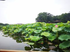 -荷塘月色湿地公园·向阳花洲