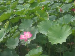 -四川大学(华西校区)