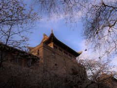 -武汉大学-樱园