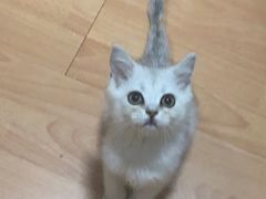 -美联众合动物医院(·中兽医·疑难杂症·严家桥分院)