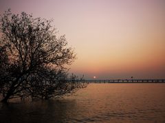 -宝安西湾红树林湿地公园