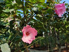 -人民公园(罗湖区)