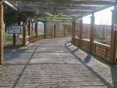 -田园东方蜜桃村的田野营地