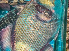 -三亚海棠湾万丽度假酒店