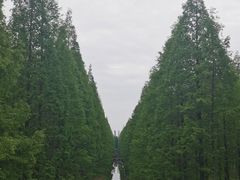 -黄海国家森林公园