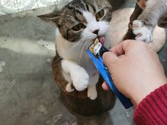 -more than meow吴止猫主题餐厅(承德 中船汇店)