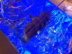 -云晓光头烧烤吧(川沙绿地店)