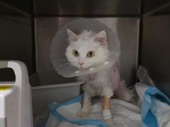 -纳吉亚猫专科动物医院博雅分院