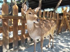 -鹿境梅花鹿生态园区