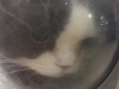 -瑞派福兴宠物医院犬猫全科·骨科·中西医结合(河东店)