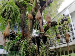 -Fern Forest Cafe