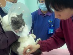 -北京观赏动物医院·24小时大型综合·猫专科·异宠专科
