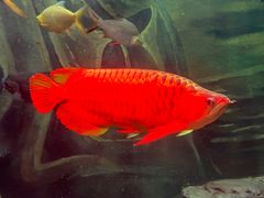 -上海海洋水族馆