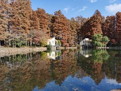 -上海共青森林公园