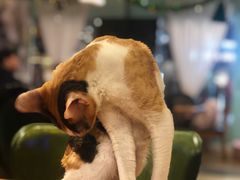 -猫小院猫主题餐厅(三里屯店)