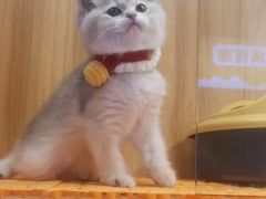 -欣宠猫屋·矮脚拿破仑·蓝金金渐层