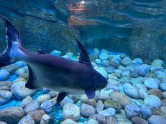 -泉城欧乐堡海洋极地世界