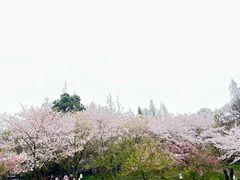 -苏州上方山国家森林公园