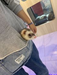 -Moni星球萌宠·小马宝莉·灵蛇·高端高阶全萌宠互动体验俱乐部(红豆国际广场店)