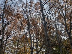 -黑龙江省森林植物园