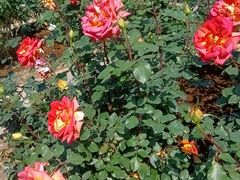 -人民公园(罗湖区)