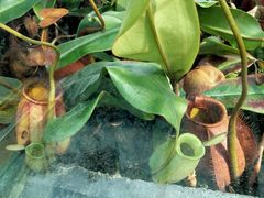 -国家植物园南园