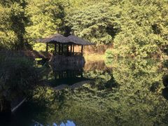 -阿里山神木遗迹