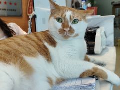 -瑞派申生动物医院·24H夜诊·国际动物医疗中心·骨外科(吴中路店)