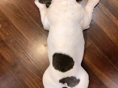 -柯斗斗主题餐厅·狗咖·围炉煮茶·茶饮(国瑞升平里店)