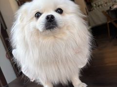 -正宗忘不了老鹅(梅岭店)