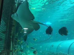 -悉尼海洋生物水族馆
