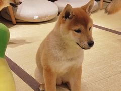 -逗柴咖啡屋·狗咖猫咖宠物桌游