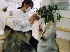 -李小姐の猫咖啡馆(五角场店)