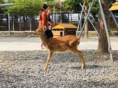 -鹿境梅花鹿生态园区