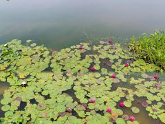 -金银湖国家城市湿地公园