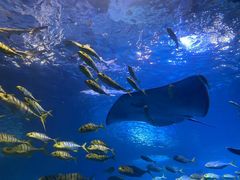 -太平洋海底世界