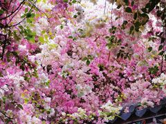 -深圳国际园林花卉博览园