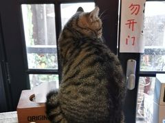 -猫色咖啡·猫咖