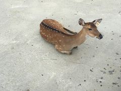 -鹿境梅花鹿生态园区