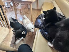 -柴の食堂·日式家庭料理·熊之肆(大学路店)
