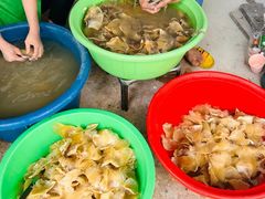 -大中鱼翅 Taitong Shark Fin