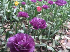 -洛阳郁金香牡丹园