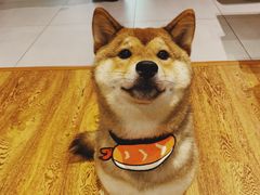 -柴务处·柴犬主题狗咖