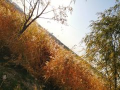-绿堤公园
