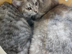 -嘉馨宠物医院·CT影像转诊·心脏科·犬猫全科诊疗中心(下沙大学城院区)