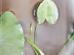 -七彩云南茶(七彩云南第壹城店)